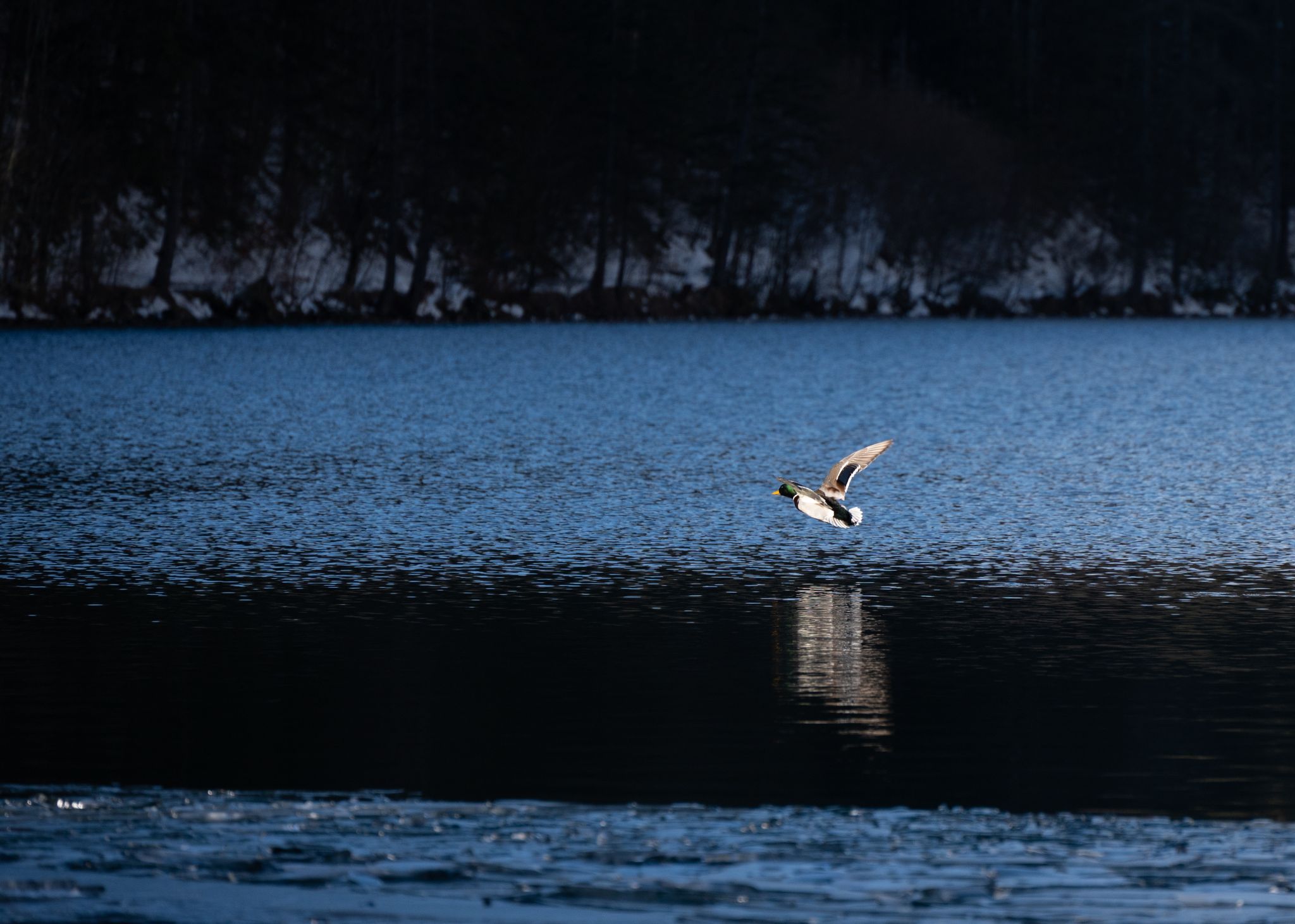 Stockente im Flug Mallarad (Anas platyrhynchos)